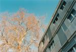 Taille arbre