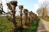 Travail d'arboriste dans l'Eure